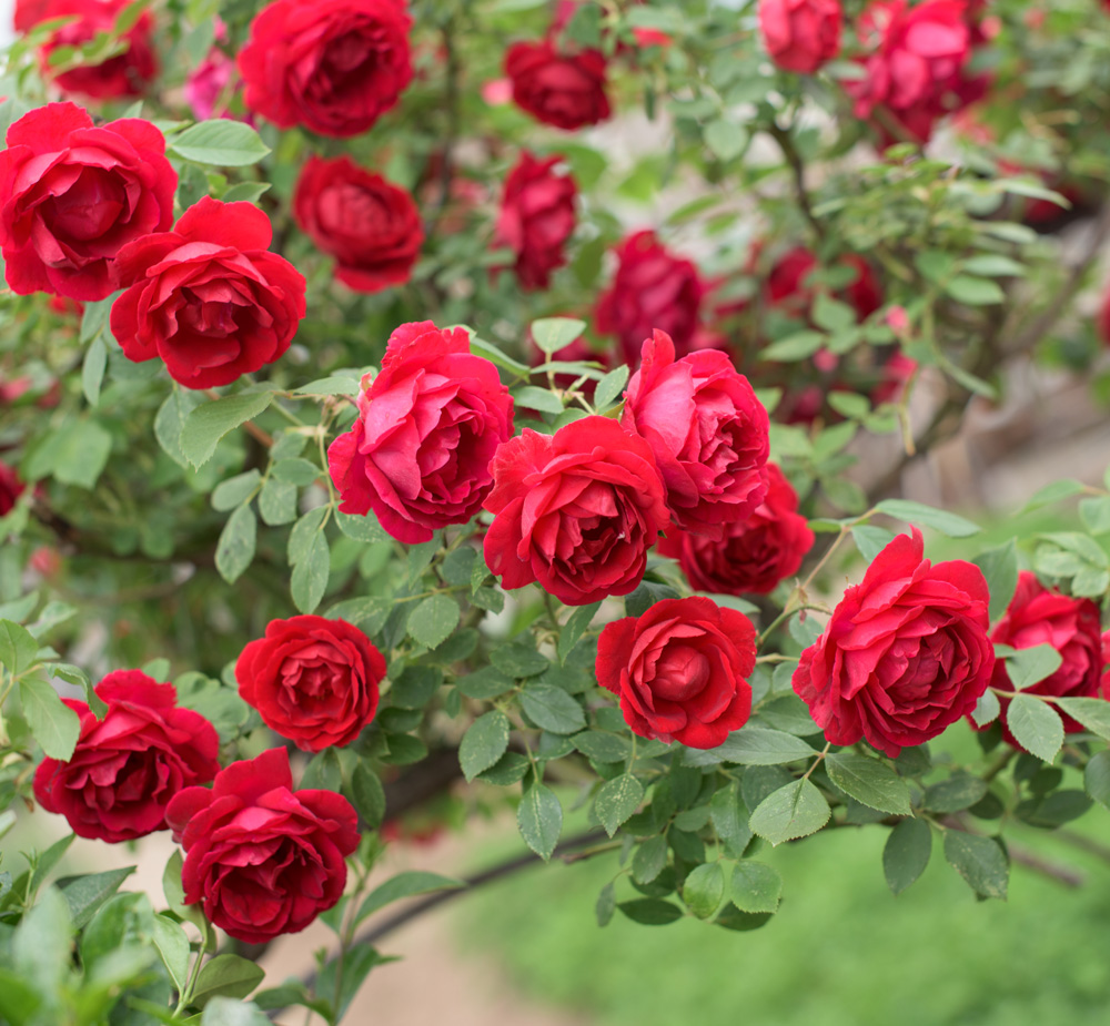 Rose Petals Nursery