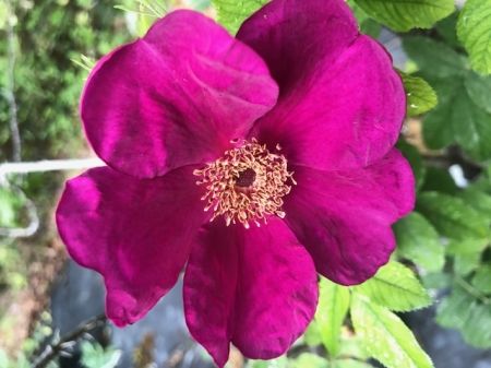 Basye&#039;s Purple Rose
